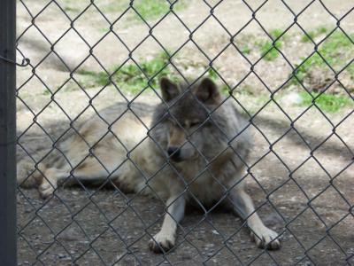 Wolf