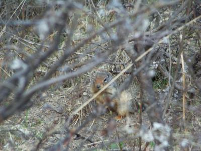 Squirrel