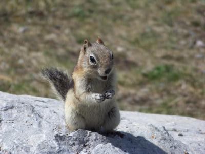 Squirrel