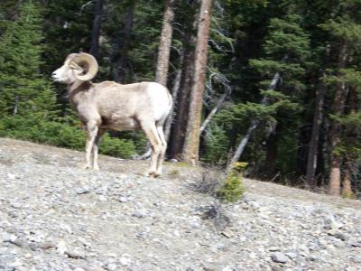 Steinbock bzw. Mufflon