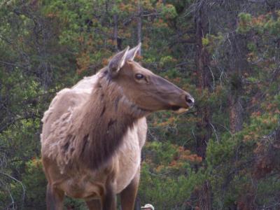 Wapiti