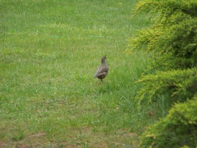 Tierwelt