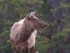 Wapiti