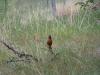Tierwelt