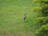 Tierwelt