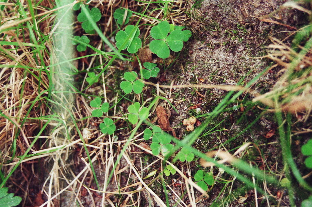 http://www.al-mi.de/media/schottland07/pictures/frosch.jpg